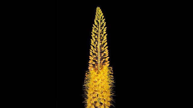 Eremurus Blossoms. Blooming Yellow Eremurus Flower on Black Background. Time Lapse. 4K.