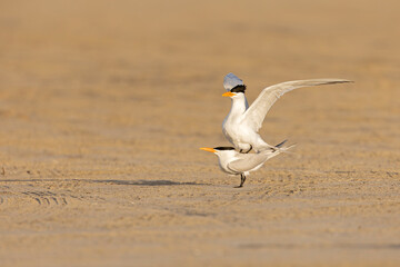 Caspian terns (Hydroprogne caspia) mating on the beach.