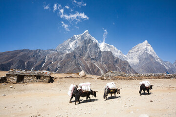 Everest base camp trekking path in Dingboche area, Nepal. Yak animals