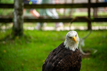 A bald eagle is standing in a grassy field. The eagle is looking at the camera with a stern expression