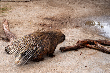 A porcupine is standing on a rock next to a log. The porcupine is looking at the camera