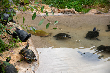 A group of turtles are swimming in a pond. The pond is surrounded by rocks and grass. The turtles are of different sizes and colors