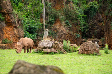 A rhino is grazing in a field with rocks and trees in the background. The scene is peaceful and serene, with the rhino being the main focus of the image
