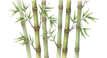 Artistic bamboo forest serene visual nature elements green stalks and leaves