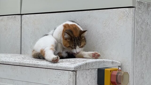 Calico cat grooming while sitting on outdoor utility box with textured surface background