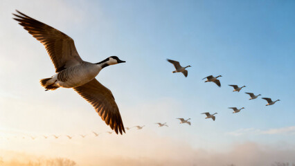 Obraz premium V-shaped flock of migrating birds flying across soft blue sky, serene composition. wildlife magazines, conservation campaigns, designed for wildlife conservation campaigns.