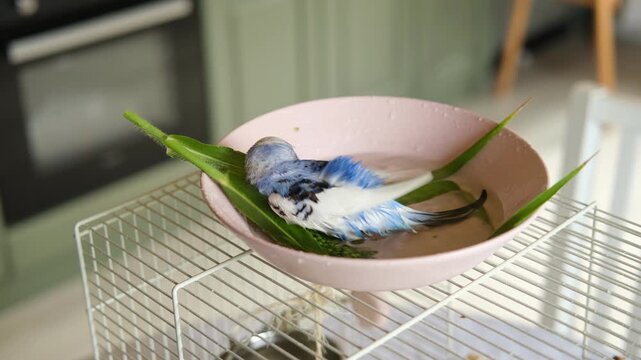Parrot is bathing in a bowl of water next to the cage. Budgie splashing. Domestic animals healthy lifestyle. Pets care. Budgerigar bird funny video. Parakeet with wet feathers after swimming. 4K