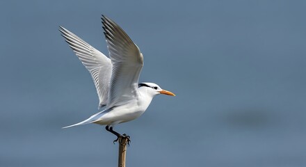 A white seabird with a long orange beak perched atop a thin brown branch, wings spread in mid-flight against a blurred blue background