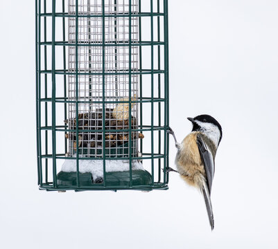 M&eacute;sange &agrave; t&ecirc;te noire sur mangeoire en hiver