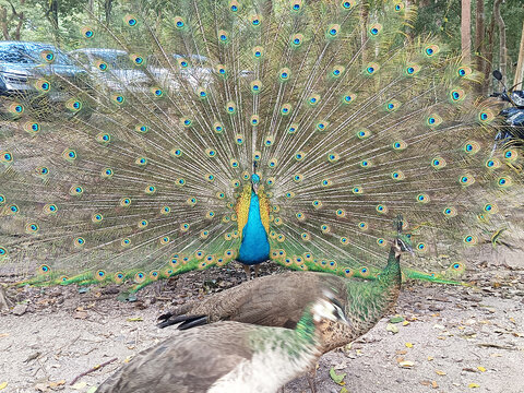 Male Peacock Displaying Feathers Behind Peahens