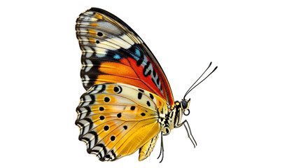 Obraz premium Detailed close-up reveals the intricate patterns and vibrant colors of a butterfly on black