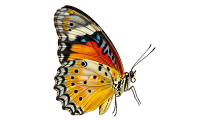Detailed close-up reveals the intricate patterns and vibrant colors of a butterfly on black