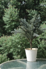 Decorative plant pot placed on a wooden table with a background of green trees