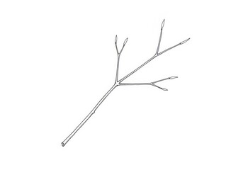 Delicate branch with fine twigs and subtle sparkle transparent background