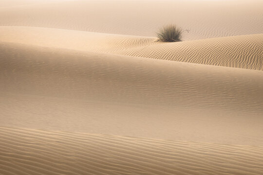 View of the undulating golden sand dunes, etched with wind patterns, meet a lone, resilient desert plant under a soft, hazy sky, Bateen Liwa, Abu Dhabi, United Arab Emirates.