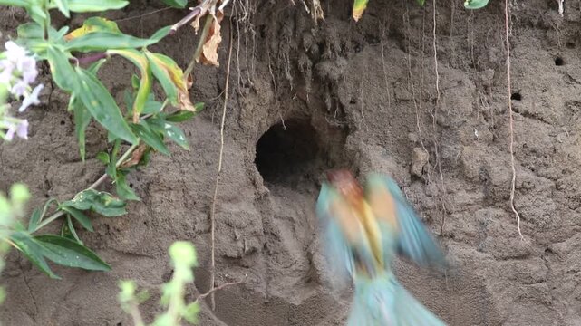 European bee-eater, merops apiaster. A bird flies into its nest with prey to feed its chicks