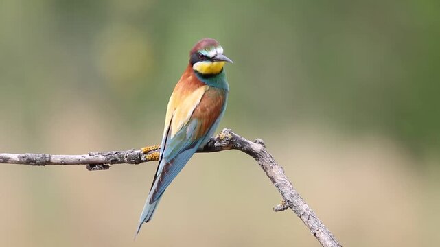 European bee-eater, merops apiaster. A bird sits on a branch, beautiful soft background