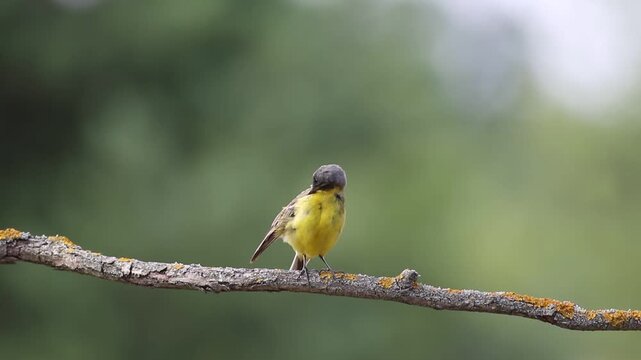 Western Yellow Wagtail, Motacilla flava. A bird sits on a branch, preening its feathers