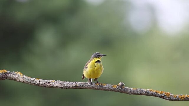 Western Yellow Wagtail, Motacilla flava. A bird sits on a branch, preening its feathers, calling