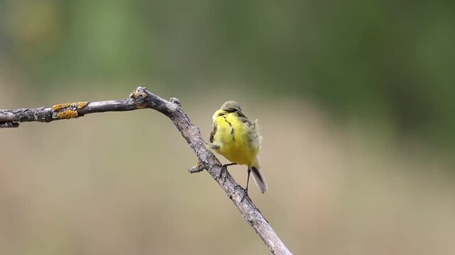 Western Yellow Wagtail, Motacilla flava. A bird on a branch, preening its feathers, calling