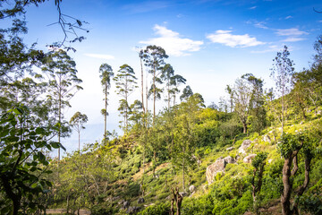 Fototapeta premium idalgashinna, sri lanka, hiking, outdoors, moutains, tea plantations, ceylon, railways