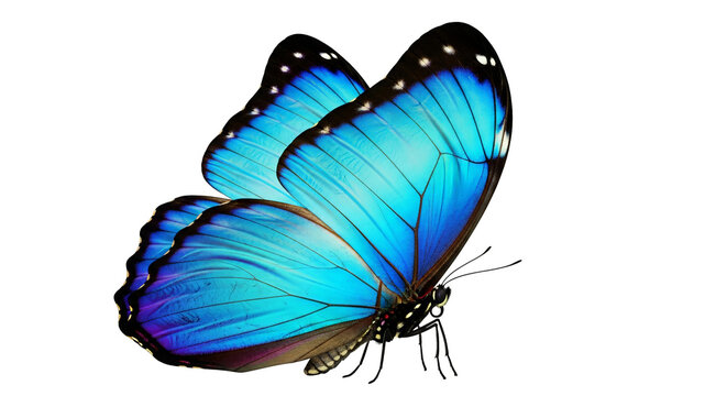 Stunning blue Morpho butterfly displays intricate wing patterns against a stark black background.