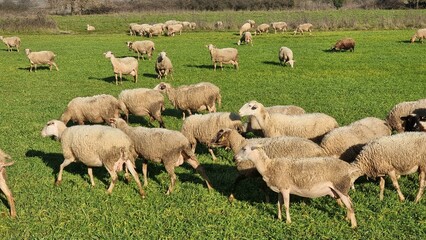 sheep meadow green grass sunny day greece