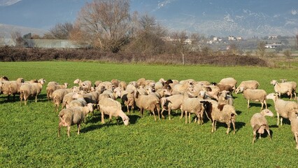 Fototapeta premium sheep meadow green grass sunny day greece