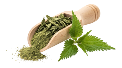 A wooden scoop filled with vibrant green matcha and fresh nettle leaves