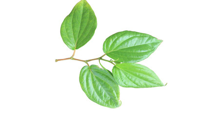 Isolated betel leaf on a transparent background, showcasing fresh texture and natural details. Perfect for botanical, organic, and medicinal plant design projects.