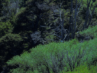 Obraz premium Montañas y lagos de la Patagonia