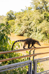 Coati cruzando las pasarelas de un rio en argentina