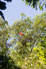 Tucan en la selva alimentandose de frutos
