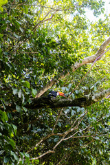 Aves de la selva alimentandose