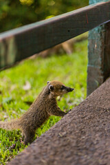Bebe coati curioso