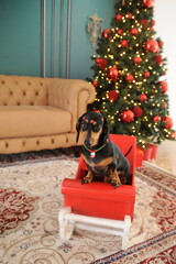 cachorro fofo duchshund no natal 