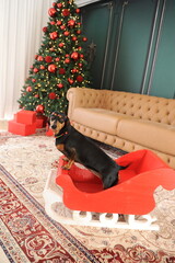 cachorro fofo duchshund no natal 
