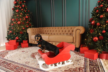 cachorro fofo duchshund no natal 