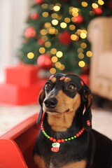 cachorro fofo duchshund no natal 