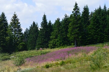 a large pink flower on a mountain