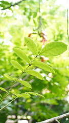 Obraz premium Portrait of green leaves with blurred background in the city forest park area.