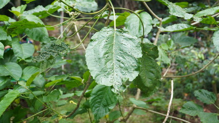 Portrait of green leaves with blurred background in the city forest park area.