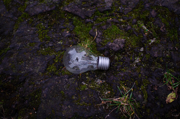 A single clear glass incandescent light bulb lies discarded on a dark, moss-covered cracked ground, surrounded by patches of green moss, grass blades, and fallen leaves in dim natural light.