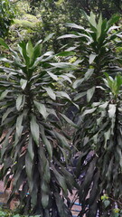 Fototapeta premium Portrait of green leaves with blurred background in the city forest park area.