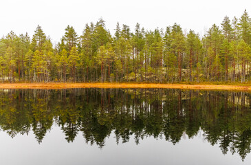 Calm forest lake with dense pine trees reflected perfectly on still water. Peaceful autumn landscape with natural symmetry, muted fall colors, and serene wilderness atmosphere