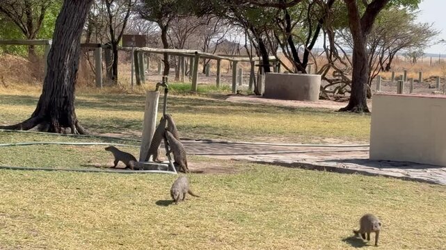 zebra mongooses playing in camp