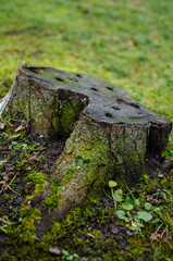 Weathered tree stump with evenly spaced holes on top, surrounded by moss and grass in natural setting.