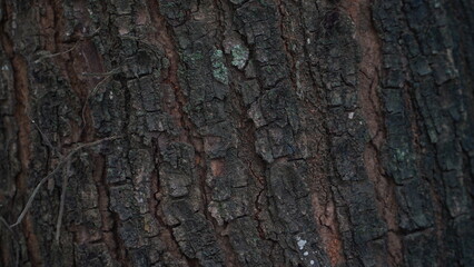 Obraz premium The background of the tree trunk is blackish brown with a rough textured outer surface.