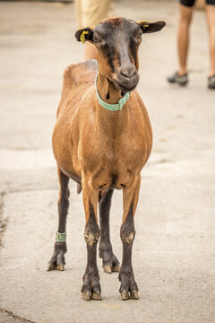 View of a brown goat with a black face and a light blue collar stands alert on a gray concrete surface, Morzine, Auvergne Rhone Alpes, France.