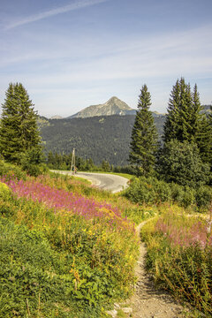 View of a winding mountain road framed by vibrant wildflowers and towering pines, with a majestic peak piercing the clear blue sky, Morzine, Auvergne Rhone Alpes, France.